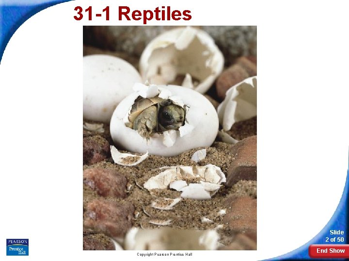 31 -1 Reptiles Slide 2 of 50 Copyright Pearson Prentice Hall End Show 