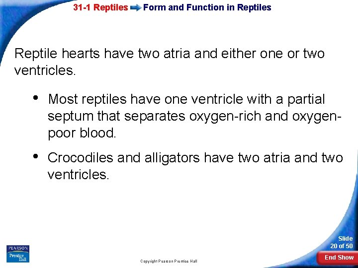 31 -1 Reptiles Form and Function in Reptiles Reptile hearts have two atria and