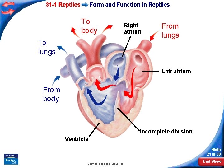 31 -1 Reptiles Form and Function in Reptiles To body To lungs Right atrium