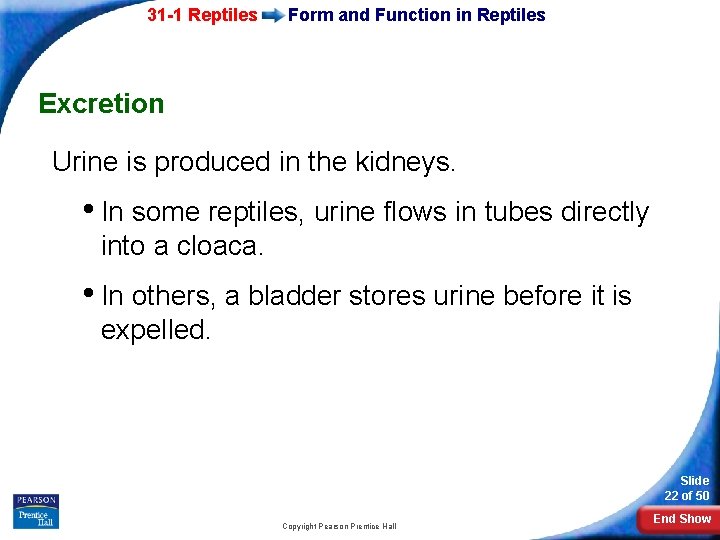 31 -1 Reptiles Form and Function in Reptiles Excretion Urine is produced in the