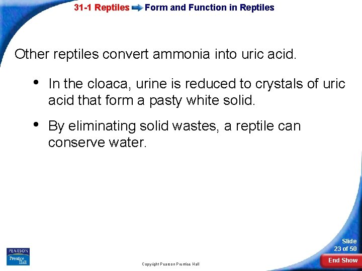 31 -1 Reptiles Form and Function in Reptiles Other reptiles convert ammonia into uric