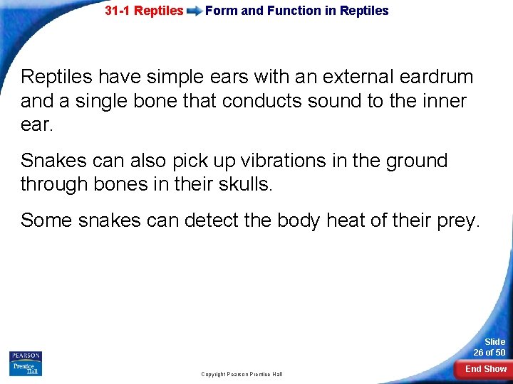 31 -1 Reptiles Form and Function in Reptiles have simple ears with an external