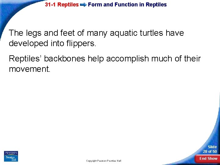 31 -1 Reptiles Form and Function in Reptiles The legs and feet of many