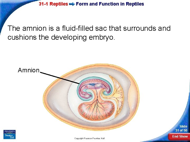 31 -1 Reptiles Form and Function in Reptiles The amnion is a fluid-filled sac