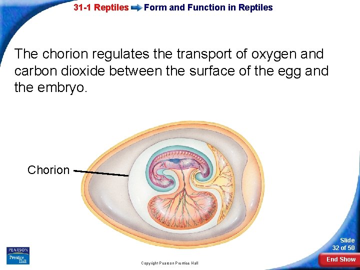 31 -1 Reptiles Form and Function in Reptiles The chorion regulates the transport of