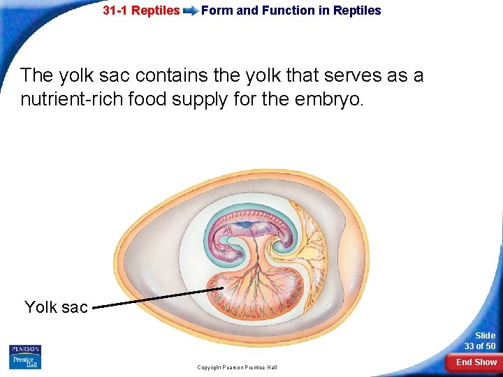 31 -1 Reptiles Form and Function in Reptiles The yolk sac contains the yolk