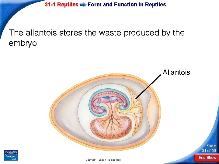 31 -1 Reptiles Form and Function in Reptiles The allantois stores the waste produced