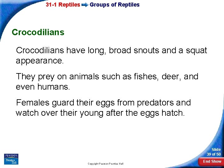 31 -1 Reptiles Groups of Reptiles Crocodilians have long, broad snouts and a squat