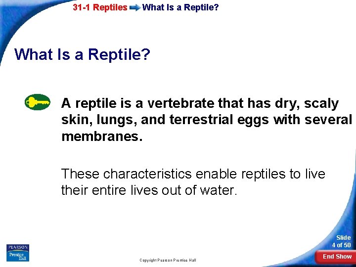 31 -1 Reptiles What Is a Reptile? A reptile is a vertebrate that has