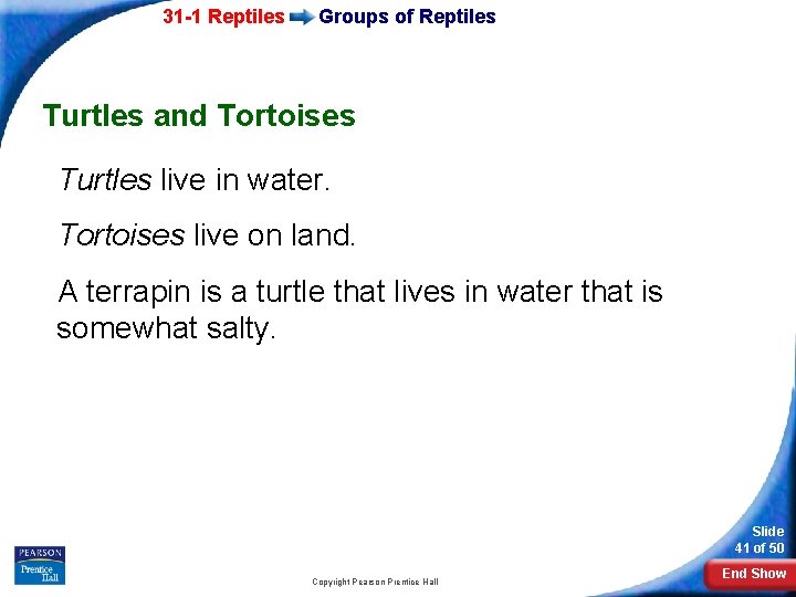 31 -1 Reptiles Groups of Reptiles Turtles and Tortoises Turtles live in water. Tortoises