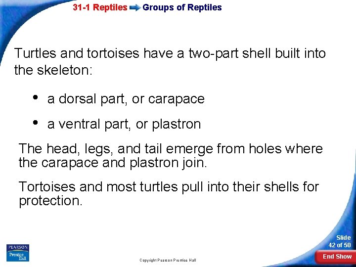 31 -1 Reptiles Groups of Reptiles Turtles and tortoises have a two-part shell built