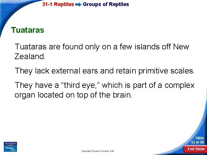 31 -1 Reptiles Groups of Reptiles Tuataras are found only on a few islands