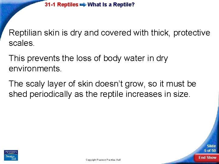 31 -1 Reptiles What Is a Reptile? Reptilian skin is dry and covered with