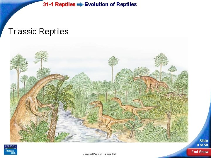 31 -1 Reptiles Evolution of Reptiles Triassic Reptiles Slide 8 of 50 Copyright Pearson