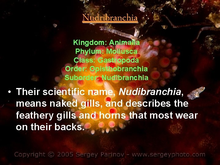 Nudribranchia Kingdom: Animalia Phylum: Mollusca Class: Gastropoda Order: Opisthobranchia Suborder: Nudibranchia • Their scientific