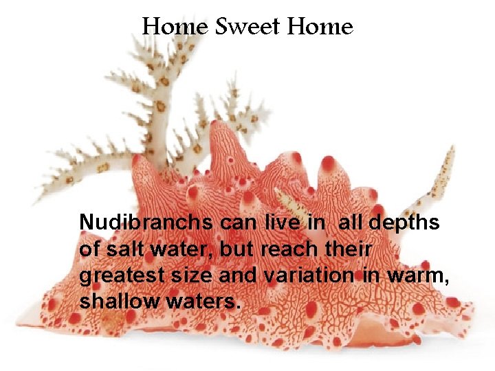 Home Sweet Home Nudibranchs can live in all depths of salt water, but reach