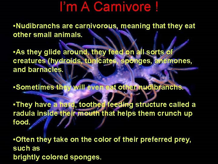 I’m A Carnivore ! • Nudibranchs are carnivorous, meaning that they eat other small