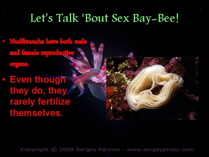 Let’s Talk ‘Bout Sex Bay-Bee! • Nudibranchs have both male and female reproductive organs.