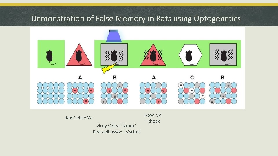 Demonstration of False Memory in Rats using Optogenetics Red Cells=“A” Grey Cells=“shock” Red cell