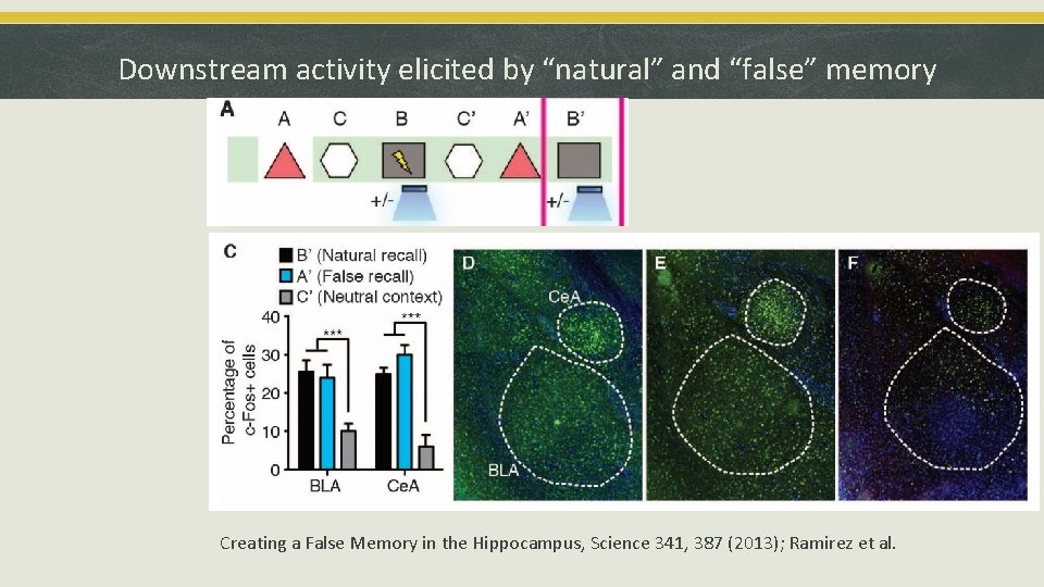 Downstream activity elicited by “natural” and “false” memory Creating a False Memory in the