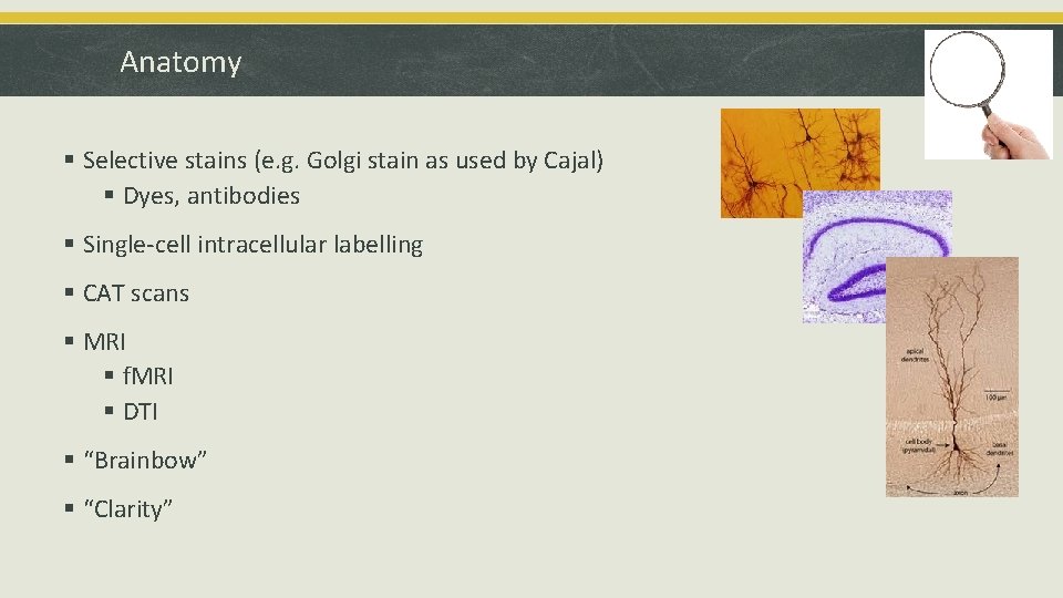 Anatomy § Selective stains (e. g. Golgi stain as used by Cajal) § Dyes,