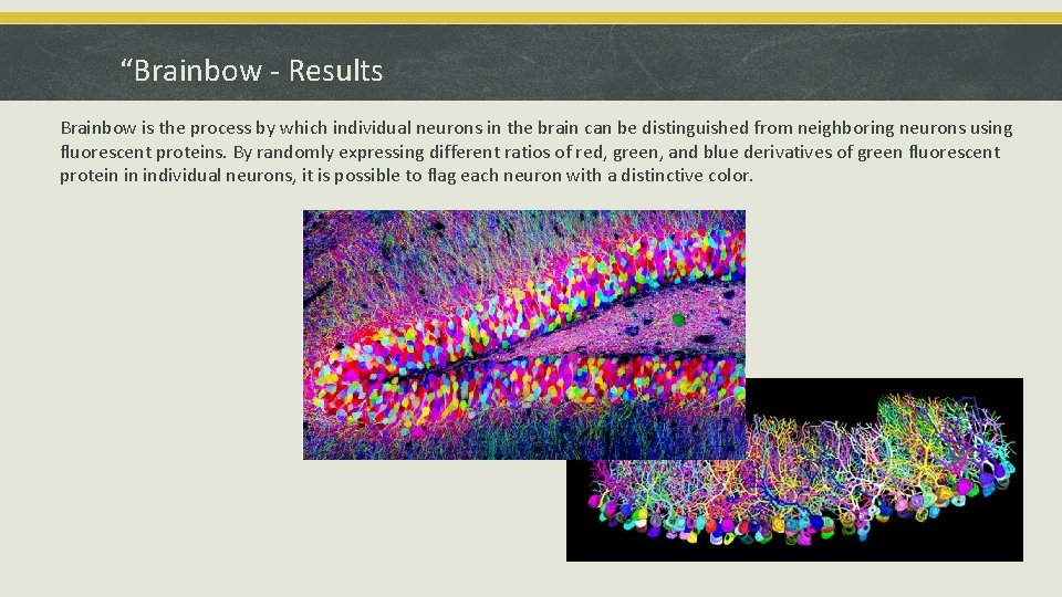 “Brainbow - Results Brainbow is the process by which individual neurons in the brain