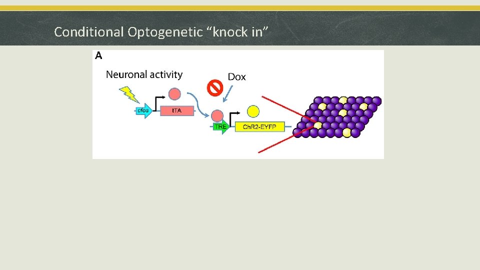 Conditional Optogenetic “knock in” 