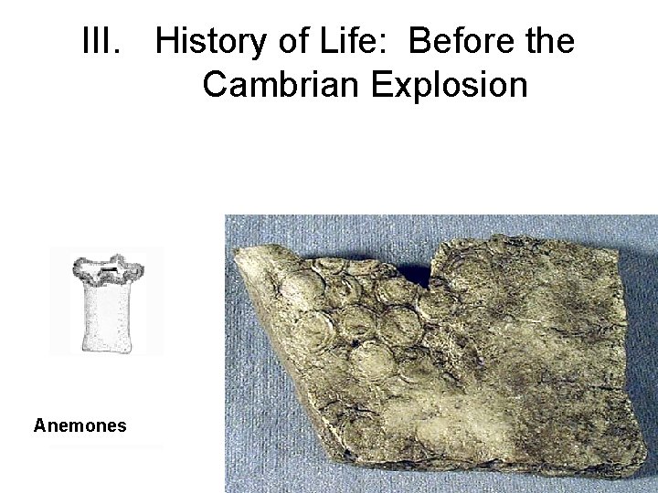 III. History of Life: Before the Cambrian Explosion Anemones 