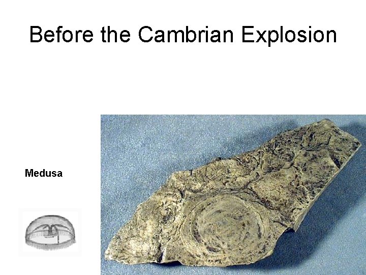 Before the Cambrian Explosion Medusa 