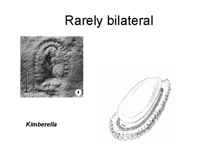 Rarely bilateral Kimberella 