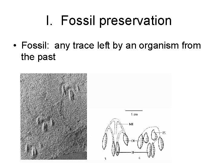 I. Fossil preservation • Fossil: any trace left by an organism from the past