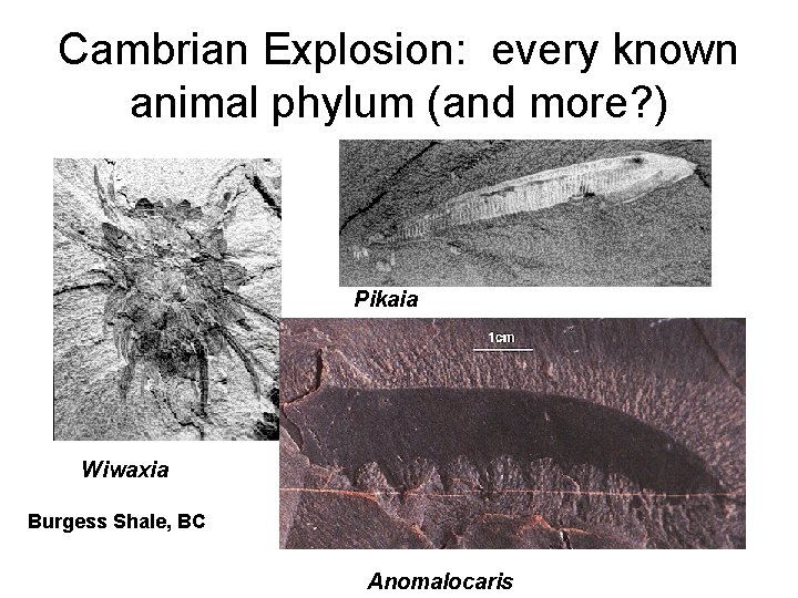 Cambrian Explosion: every known animal phylum (and more? ) Pikaia Wiwaxia Burgess Shale, BC