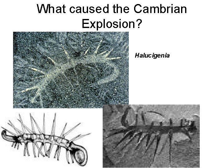 What caused the Cambrian Explosion? Halucigenia 