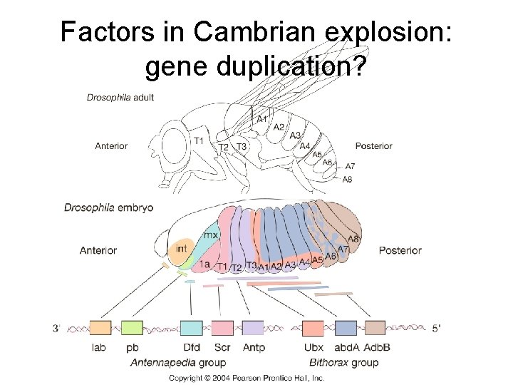 Factors in Cambrian explosion: gene duplication? 