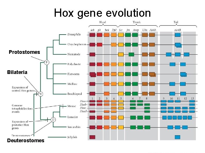 Hox gene evolution Protostomes Bilateria Deuterostomes 