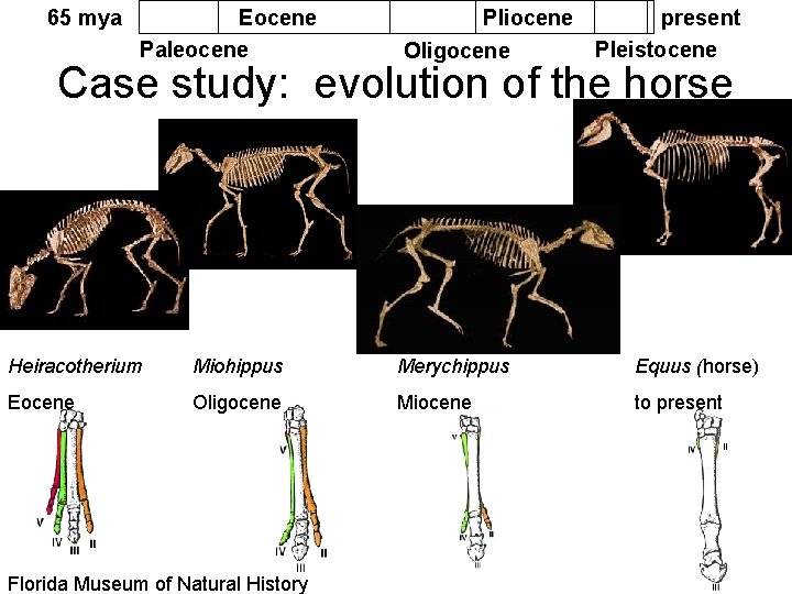 65 mya Eocene Paleocene Pliocene present Pleistocene Oligo Case study: evolution of the horse