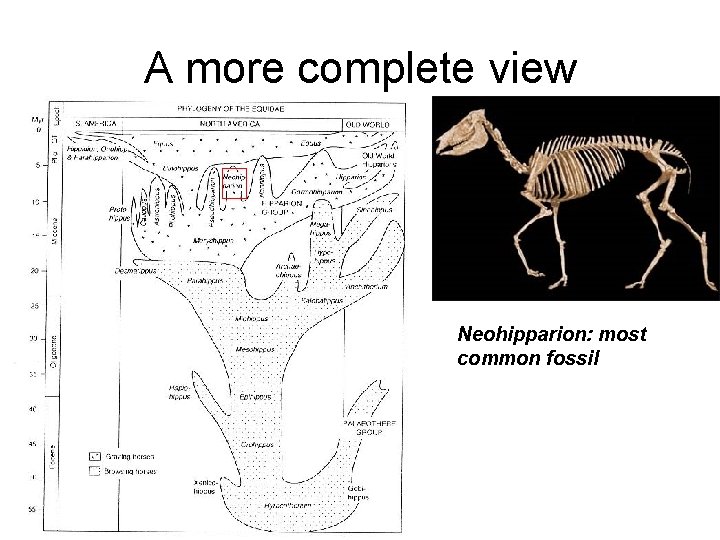 A more complete view Neohipparion: most common fossil 