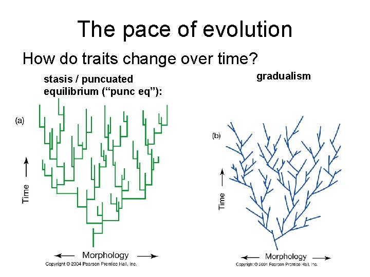 The pace of evolution How do traits change over time? gradualism stasis / puncuated