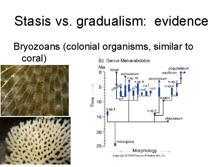 Stasis vs. gradualism: evidence Bryozoans (colonial organisms, similar to coral) 