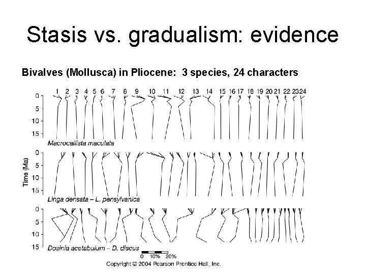 Stasis vs. gradualism: evidence Bivalves (Mollusca) in Pliocene: 3 species, 24 characters 