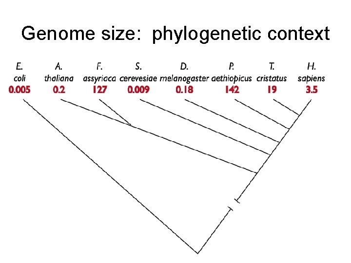 Genome size: phylogenetic context 