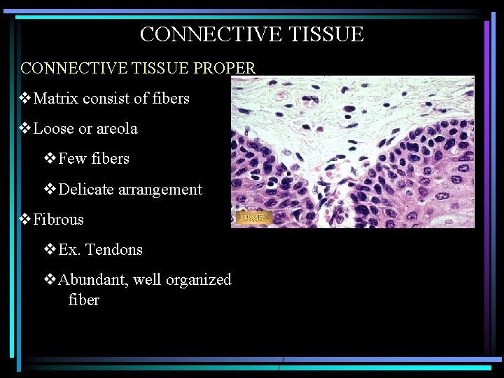 CONNECTIVE TISSUE PROPER v. Matrix consist of fibers v. Loose or areola v. Few
