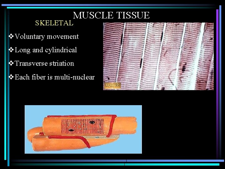 MUSCLE TISSUE SKELETAL v. Voluntary movement v. Long and cylindrical v. Transverse striation v.