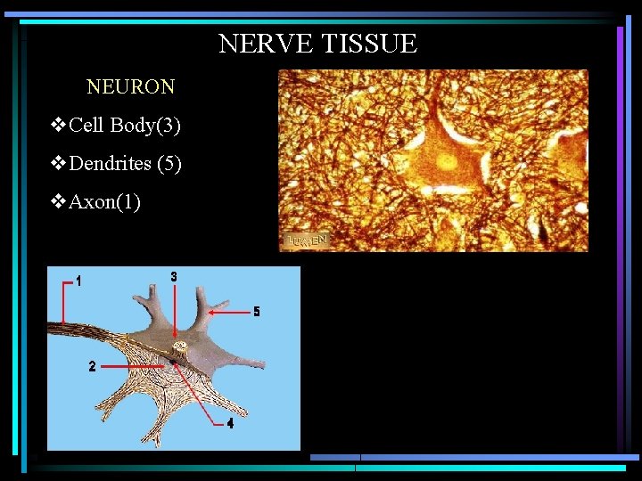 NERVE TISSUE NEURON v. Cell Body(3) v. Dendrites (5) v. Axon(1) 