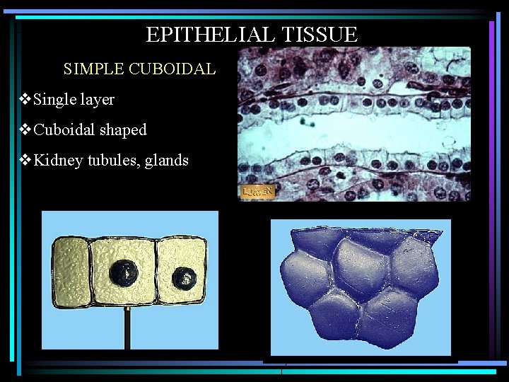 EPITHELIAL TISSUE SIMPLE CUBOIDAL v. Single layer v. Cuboidal shaped v. Kidney tubules, glands