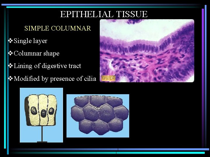 EPITHELIAL TISSUE SIMPLE COLUMNAR v. Single layer v. Columnar shape v. Lining of digestive