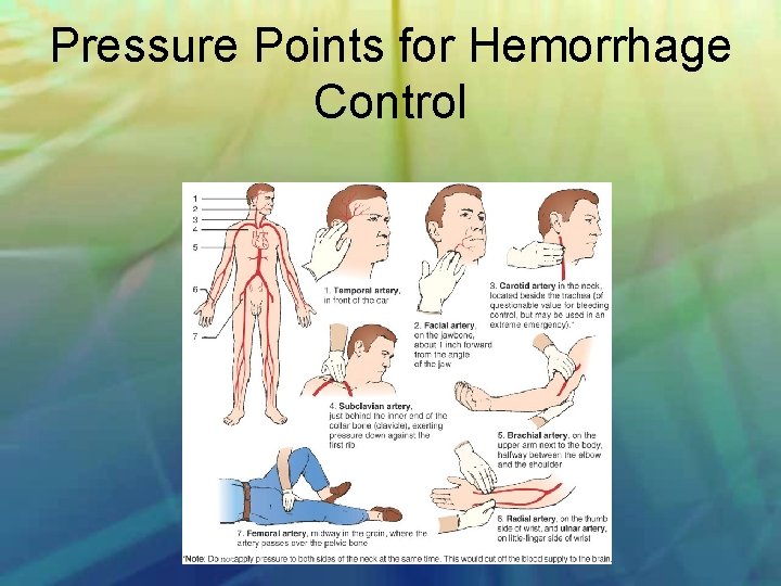 Pressure Points for Hemorrhage Control 