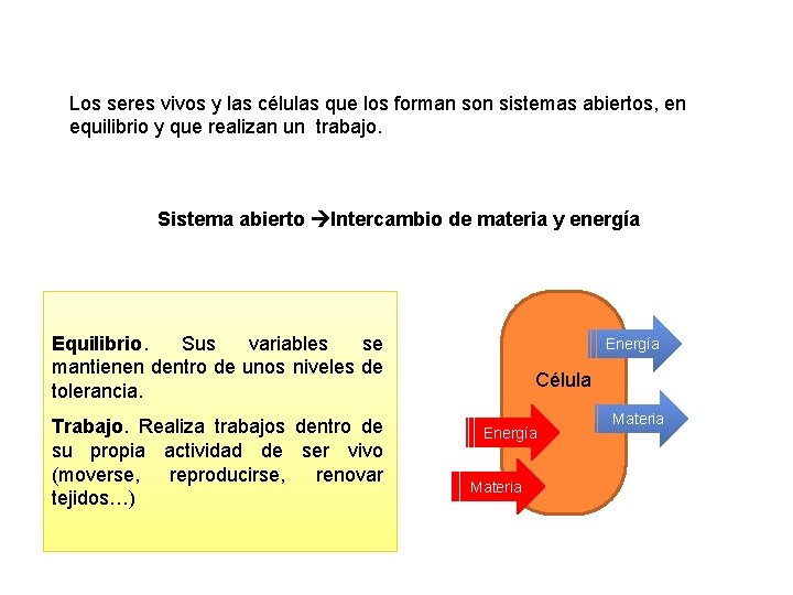 Los seres vivos y las células que los forman son sistemas abiertos, en equilibrio