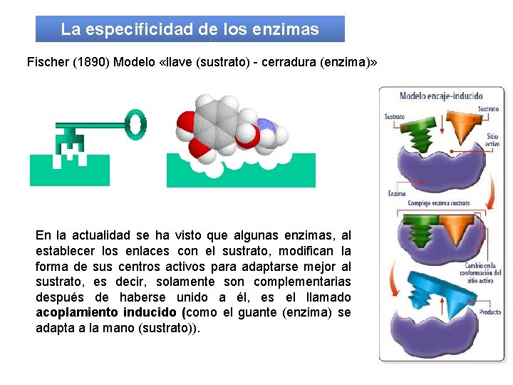 La especificidad de los enzimas Fischer (1890) Modelo «llave (sustrato) - cerradura (enzima)» En