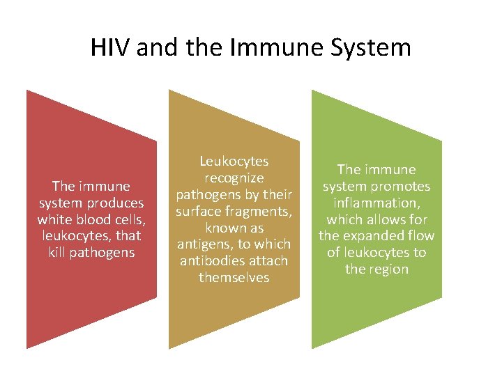 HIV and the Immune System The immune system produces white blood cells, leukocytes, that